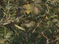 Pallas` boszanger [Phylloscopus proregulus]